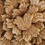 A pile of Bisco-Chai-tos cookies in a yucca flower shape and in a golden brown color.