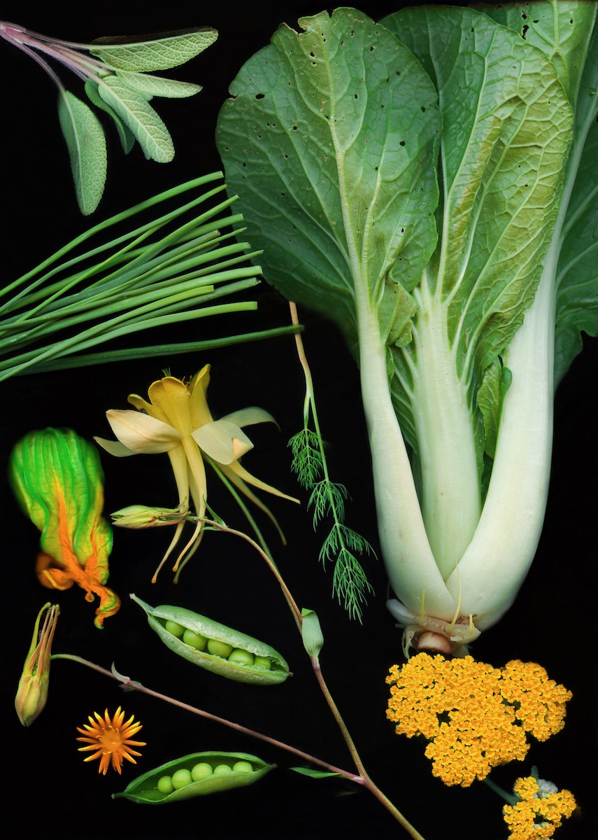 A variety of green vegetables like cabbage and peas from the Santa Fe Farmer's Market on a black background, styled by Susan Burks.