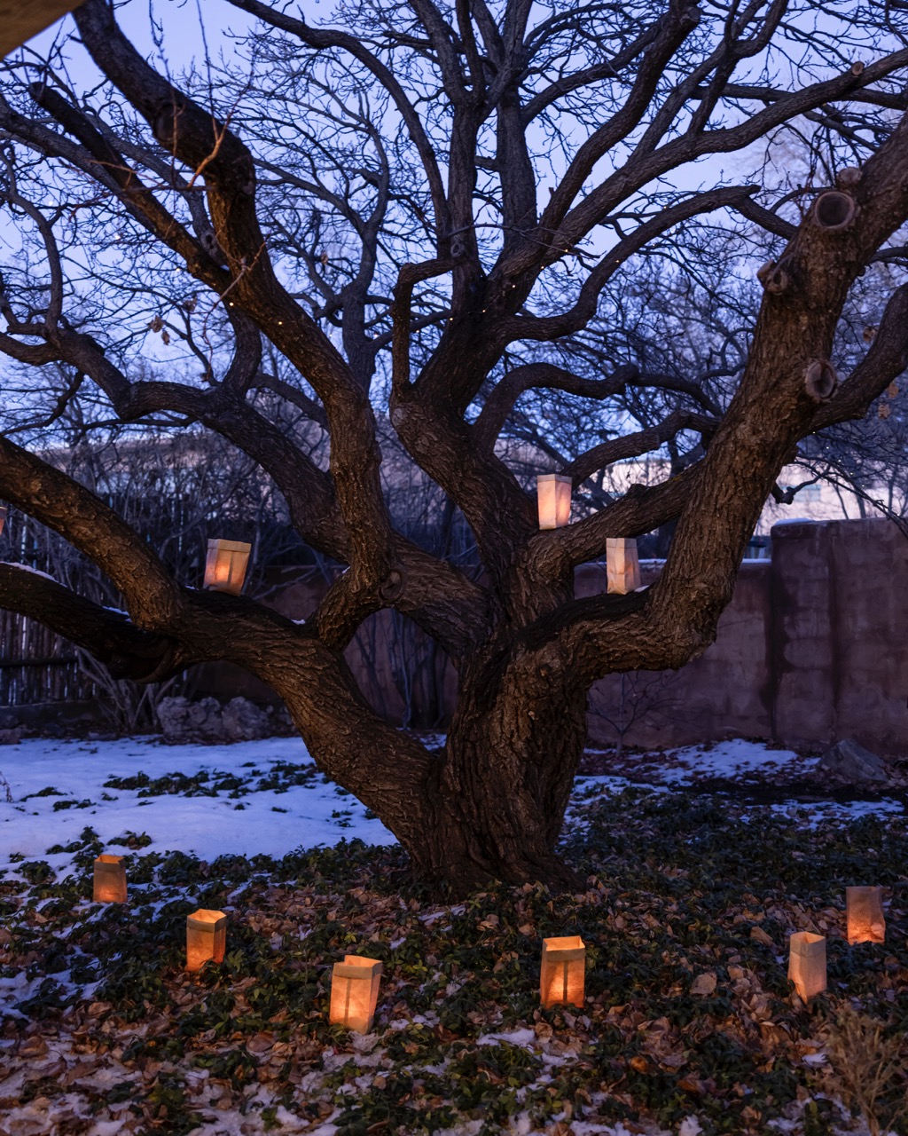 A tree sits in a dimly lit yard surrounded by farolitos (candles in paper bags).