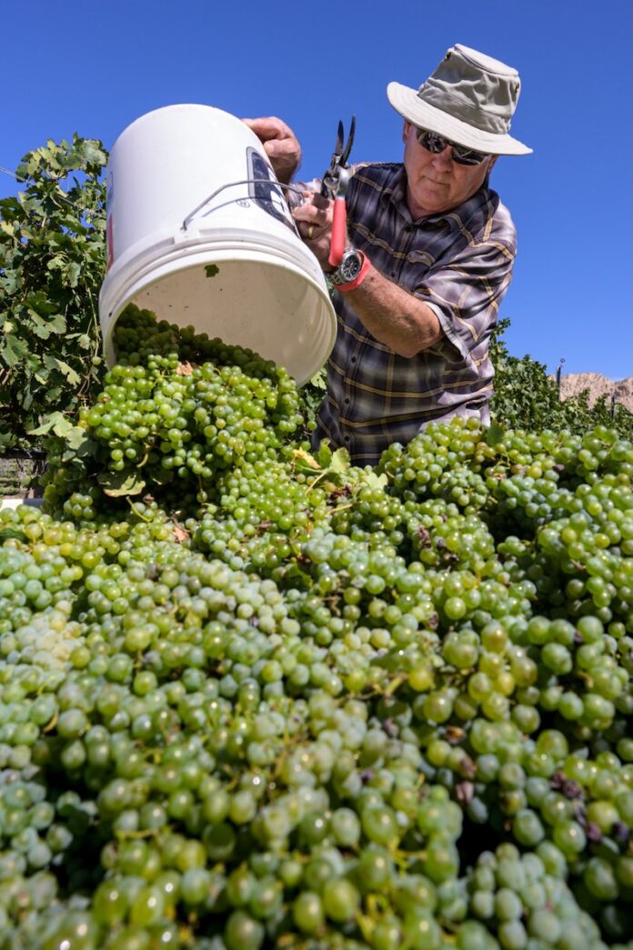 Unloading a bucket of freshly picked grapes at Vivac Winery.