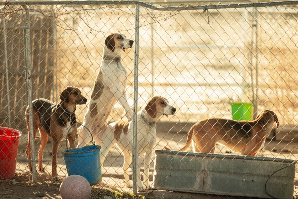 A band of dogs behind a barbed wire fence. 