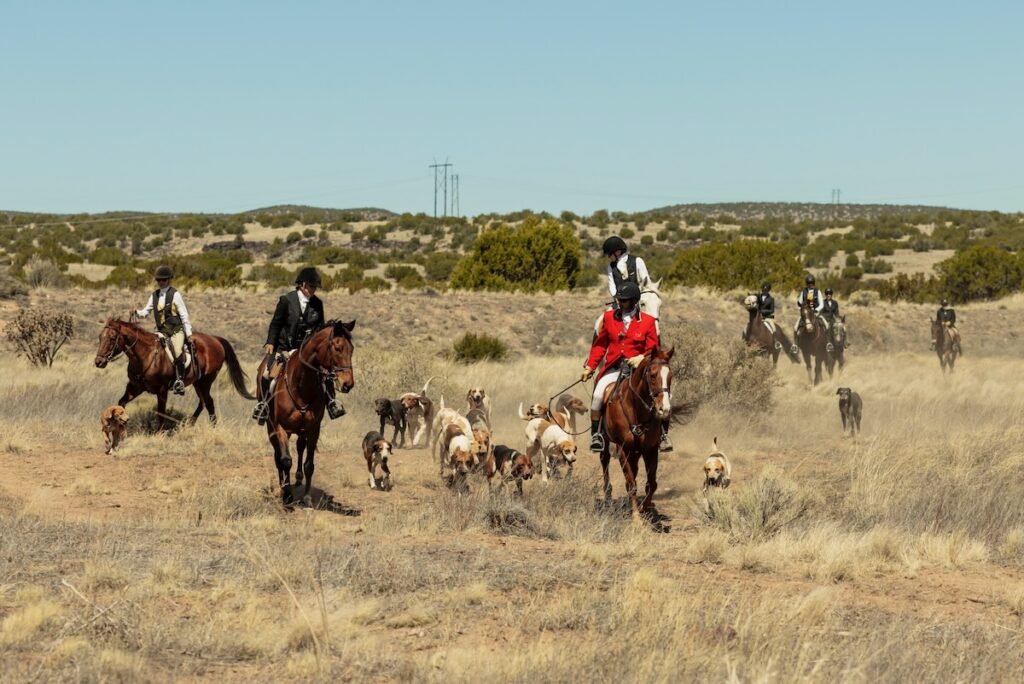 Horses meander through the piñon of New Mexico.