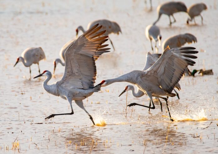 Birds splashing in the water