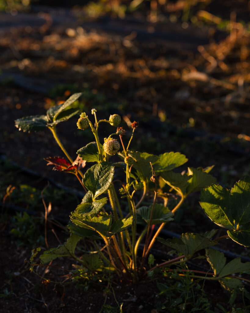 Green sprouts from the soil.