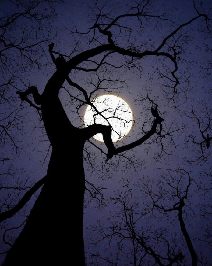 Subscribe to TABLE Magazine’s print edition. A full moon hides behind a twisty, black bare tree.