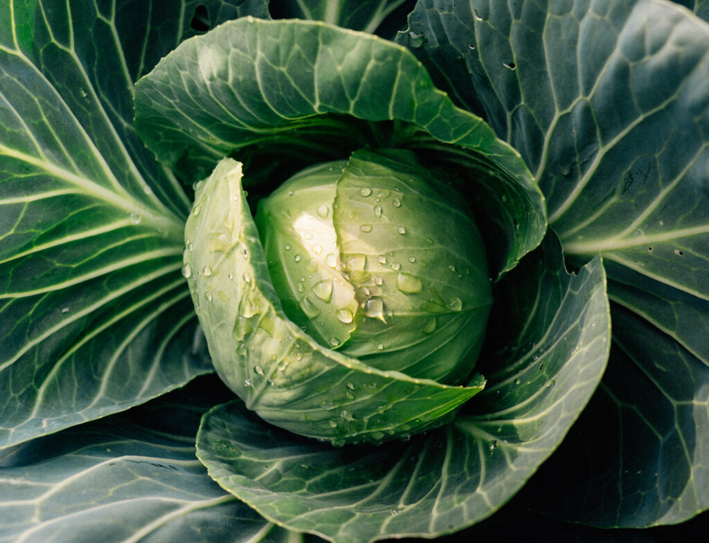 large green cabbage plant from jack's garden