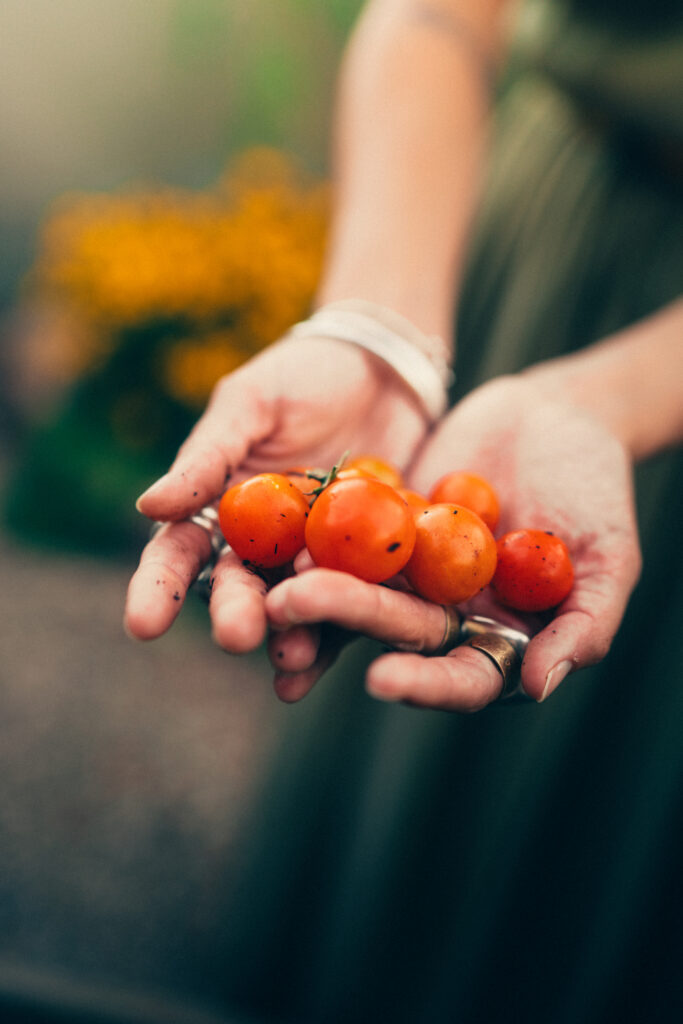 hands holding fresh tomatoes from jack's garden