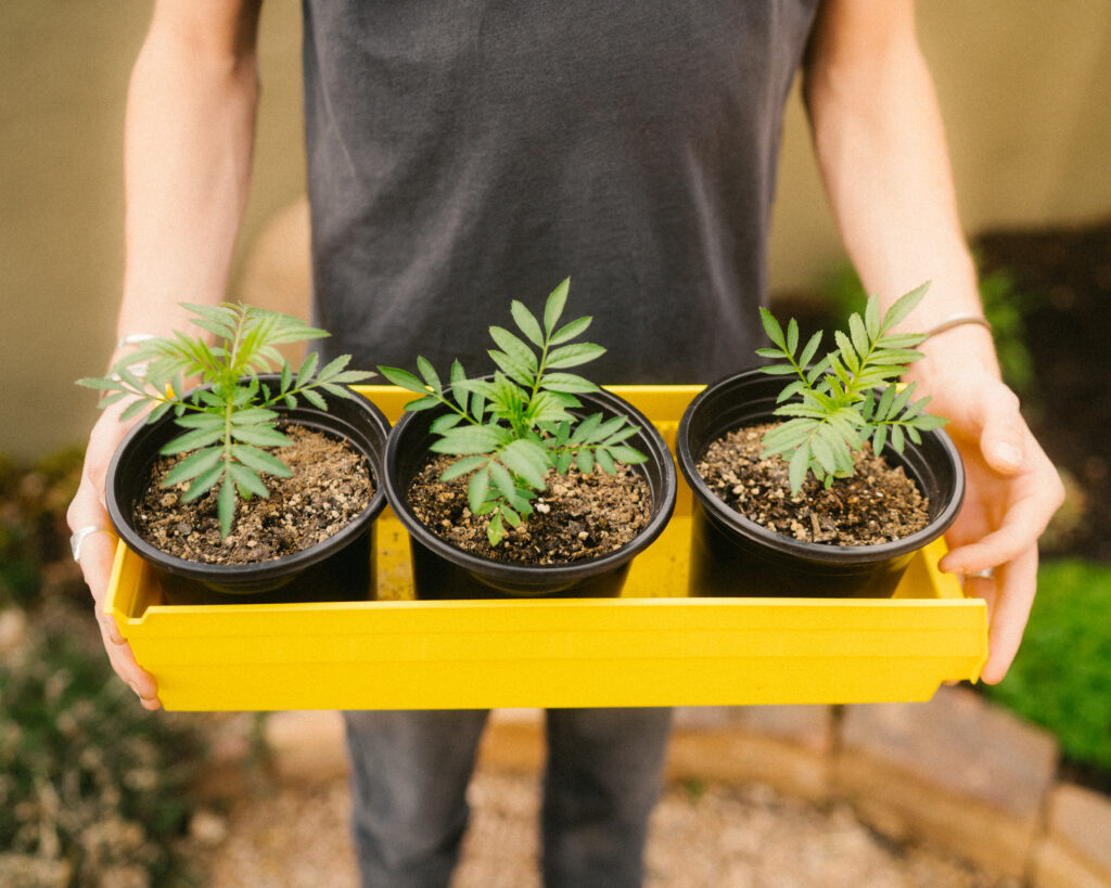 man holding up yellow bin with three plants from jack's garden