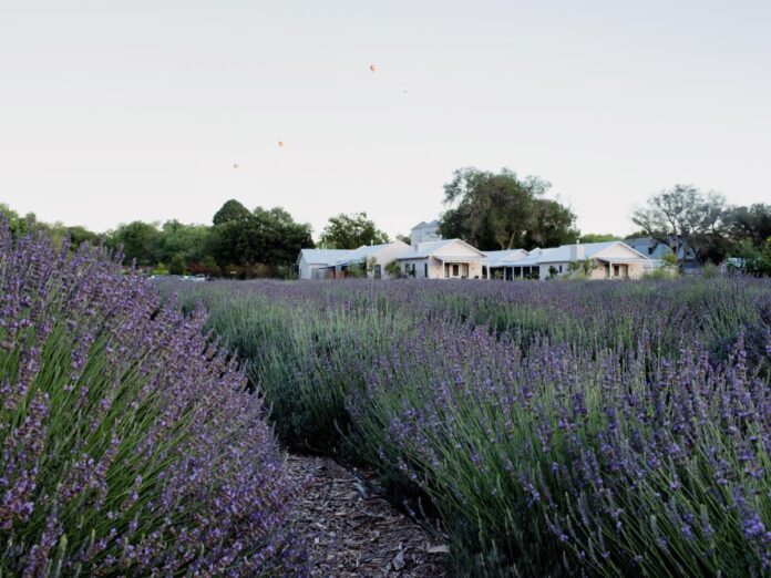 Of Lavender Roses Of Lavender Roses and Self Care lavendar field