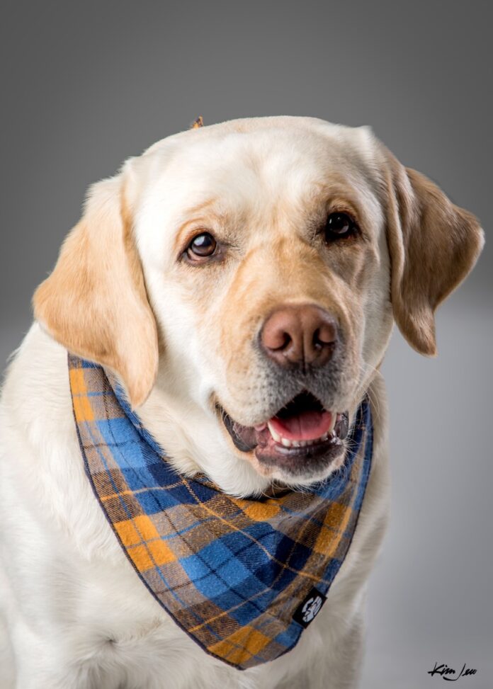 A yellow lab with an orange and blue bandana sits against a grey background.