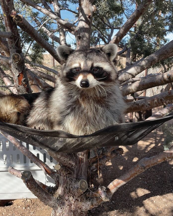 A raccoon sits in a hammock up in a tree.