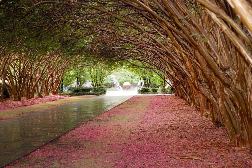 An archway of branches over sidewalks covered in flower petals.