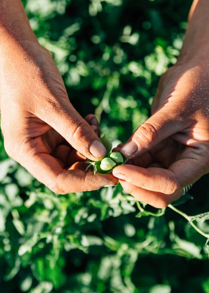 A person holds two small green seeds.
