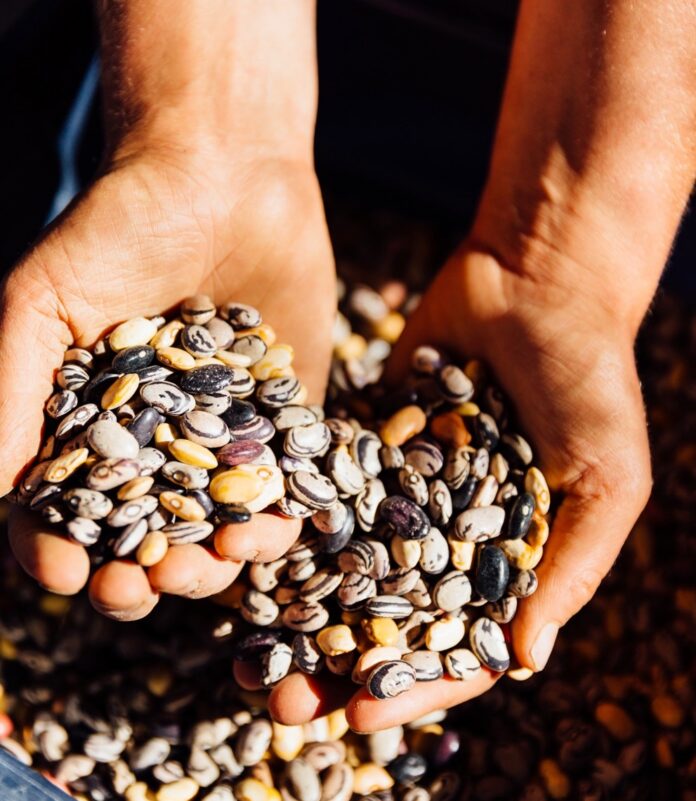 A person holds handfuls of seeds in their hands.