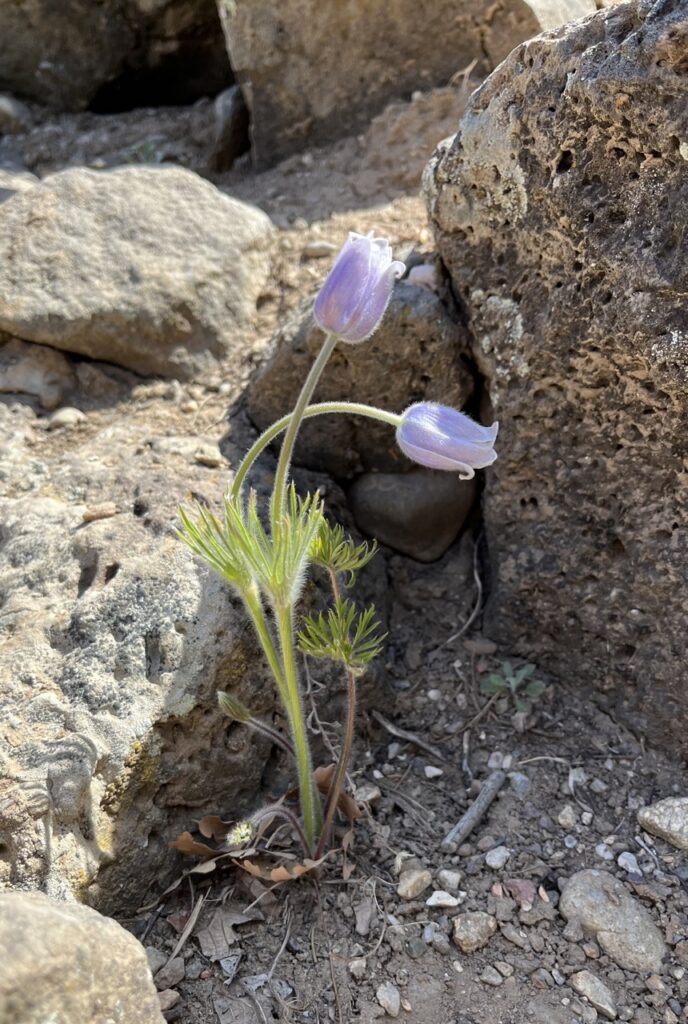 A dessert flower in purple grows in front of a rock.