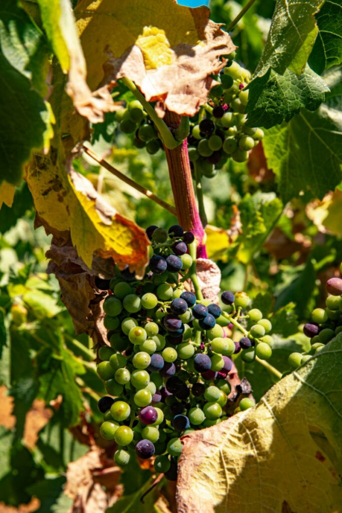 Ripening grapes on a vine at a vineyard, showing the transition from green to dark purple during the spring growing season.