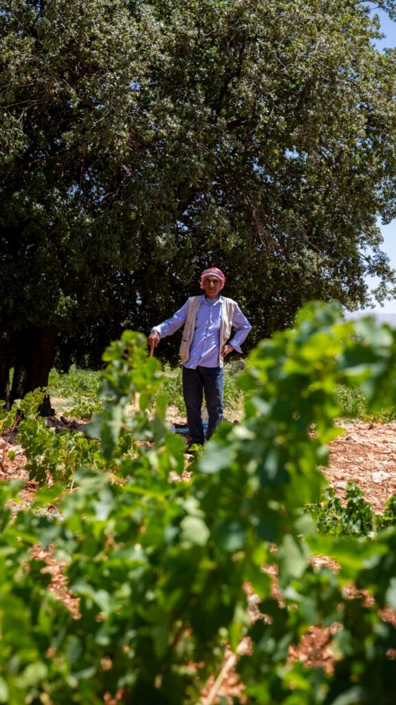 A Lebanese winemaker standing in the Western Bekaa Valley vineyards of Chateau Musar, where grapes for the Hochar Père et Fils red blend are cultivated.