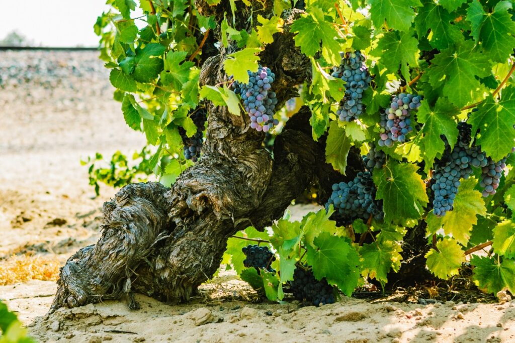 A gnarled, old-growth Mourvèdre grapevine in the sandy soil of Big Break Vineyard in Oakley, California, with clusters of ripening purple grapes.