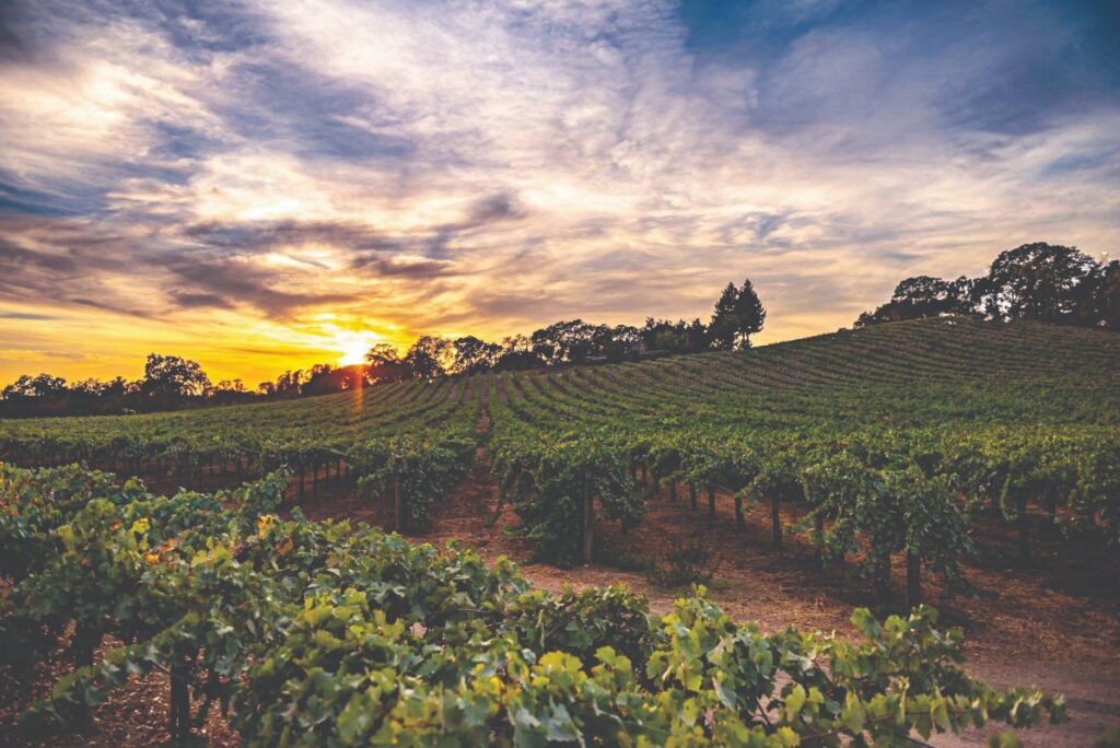 Lush green vineyards at Tenuta di Trinoro in Southern Tuscany, where Super Tuscan wines like Le Cupole are produced.