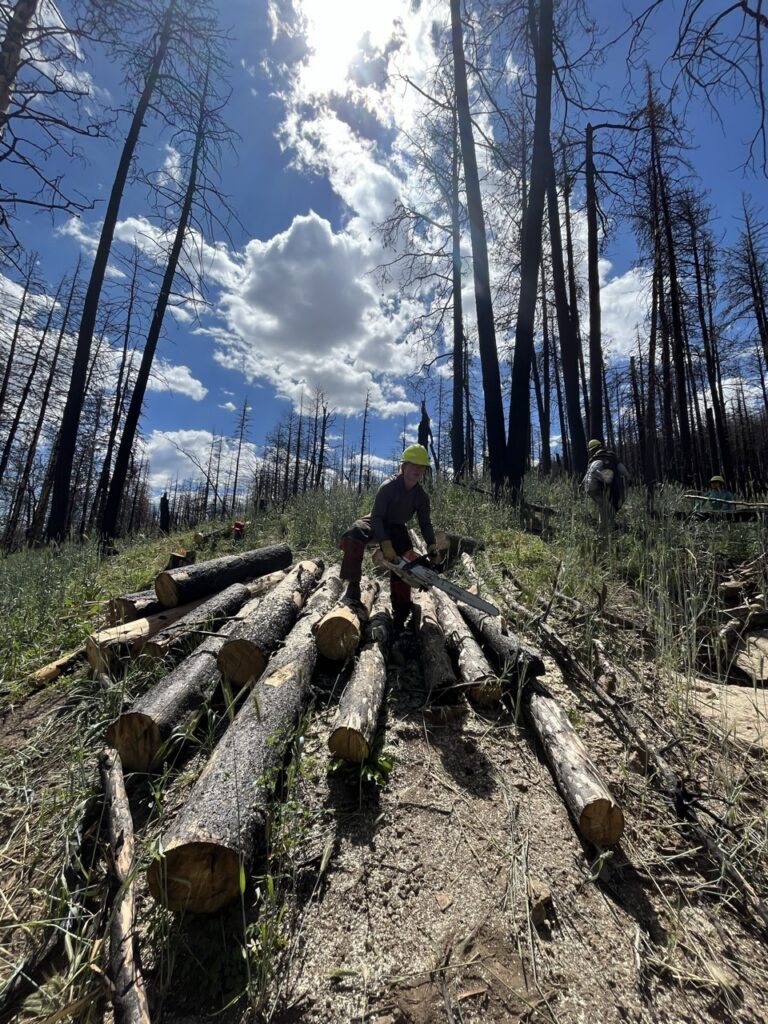 A person chops up trees that lay down in the forest.
