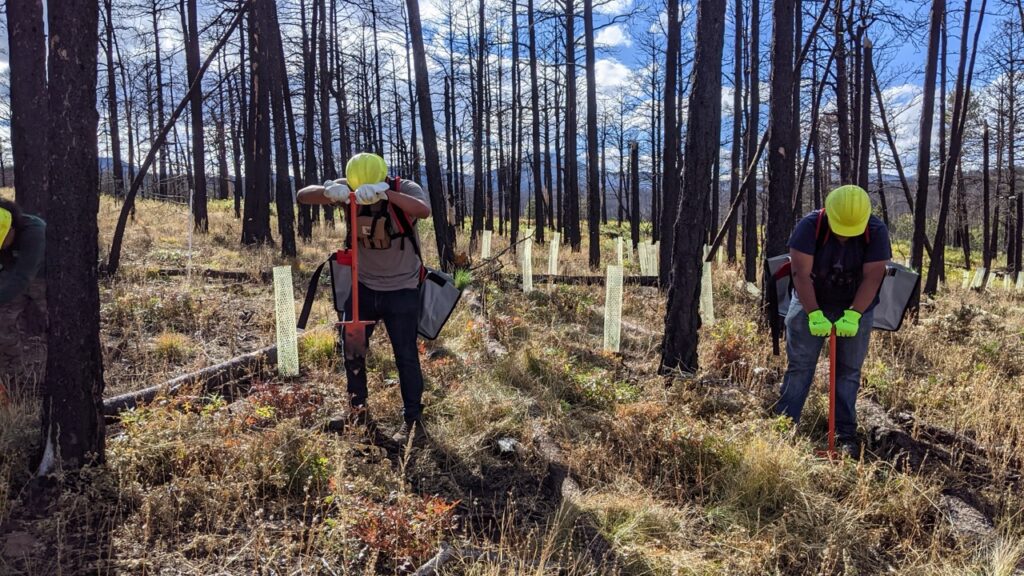Two people dig into the forest grass.