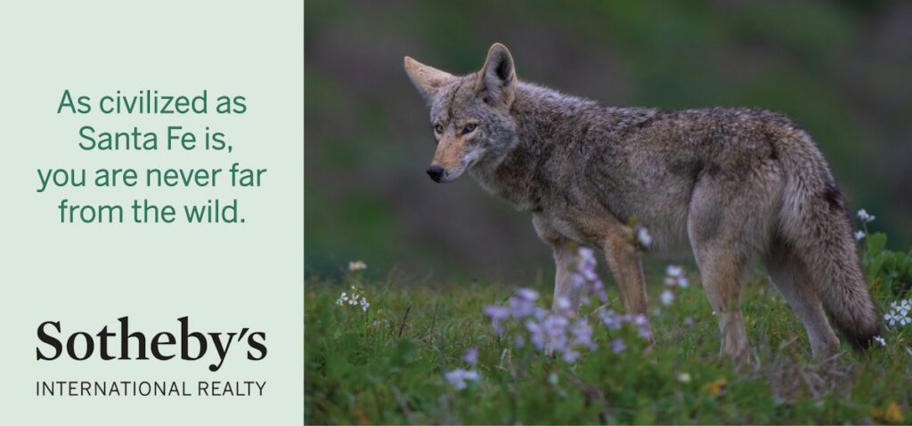 A banner for Sotherby's with a coyote beside their name.