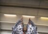 How IndigenousWays Is Preserving Native American Culture and Community in New Mexico A performer on a stage with her arms raised above her head, and dressed in indigenous Native American attire at a festival.