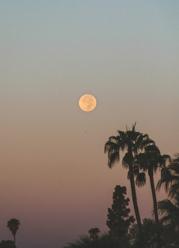 A full moon in a summer blue and pink sky with palm trees below the full moon.