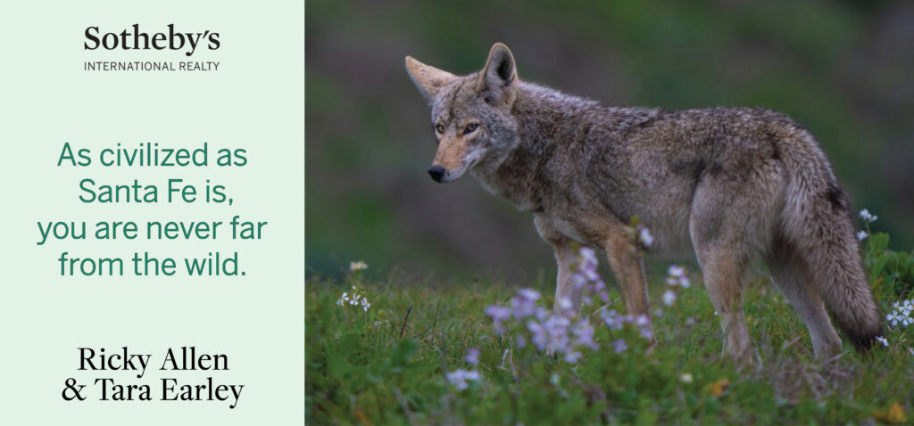 A coyote on a baner for Sotheby's and Ricky Allen and Tara.