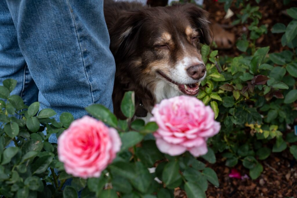 A brown-and-white dog peeking out squinting with joy next to a person's legs, surrounded by leafy rose bushes and soft pink blooms in the garden.