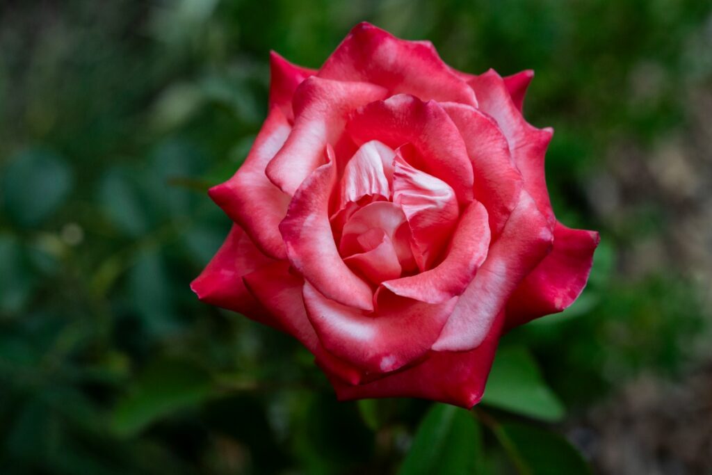 A close-up view of a vibrant red-and-white bi-color rose in full bloom.