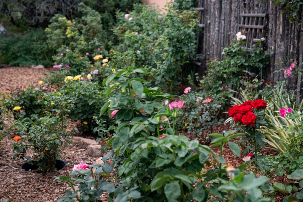 A wide view of the garden showing rose bushes lined along a rustic wood fence bedded with wood chips.