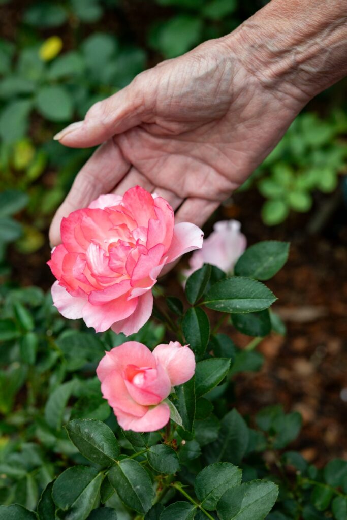 A hand gently cradling a delicate light pink rose blossom attached to a healthy green stem.