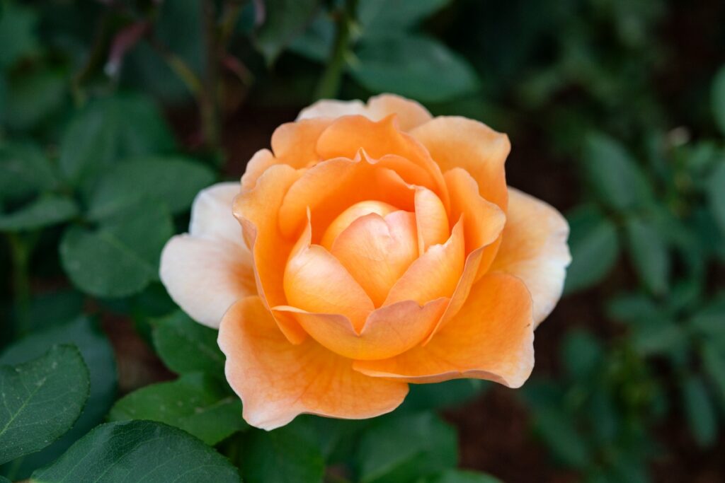 A close-up view of a warm apricot-orange rose opening its soft, layered petals.