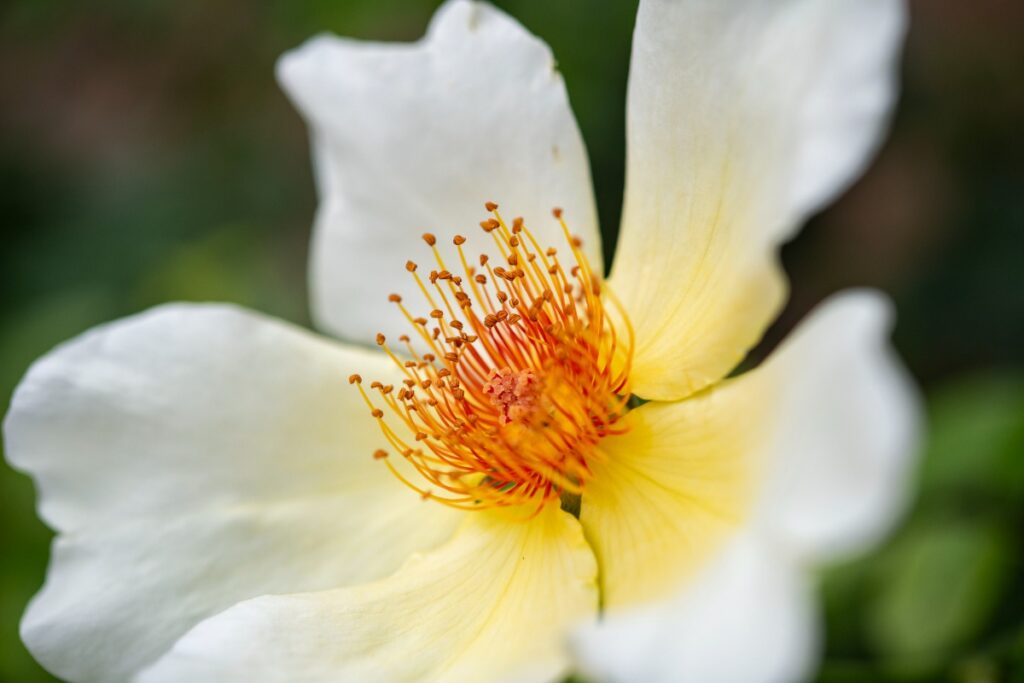 A close-up macro shot of a white single-petal rose showing its detailed, golden-yellow center stamens.
