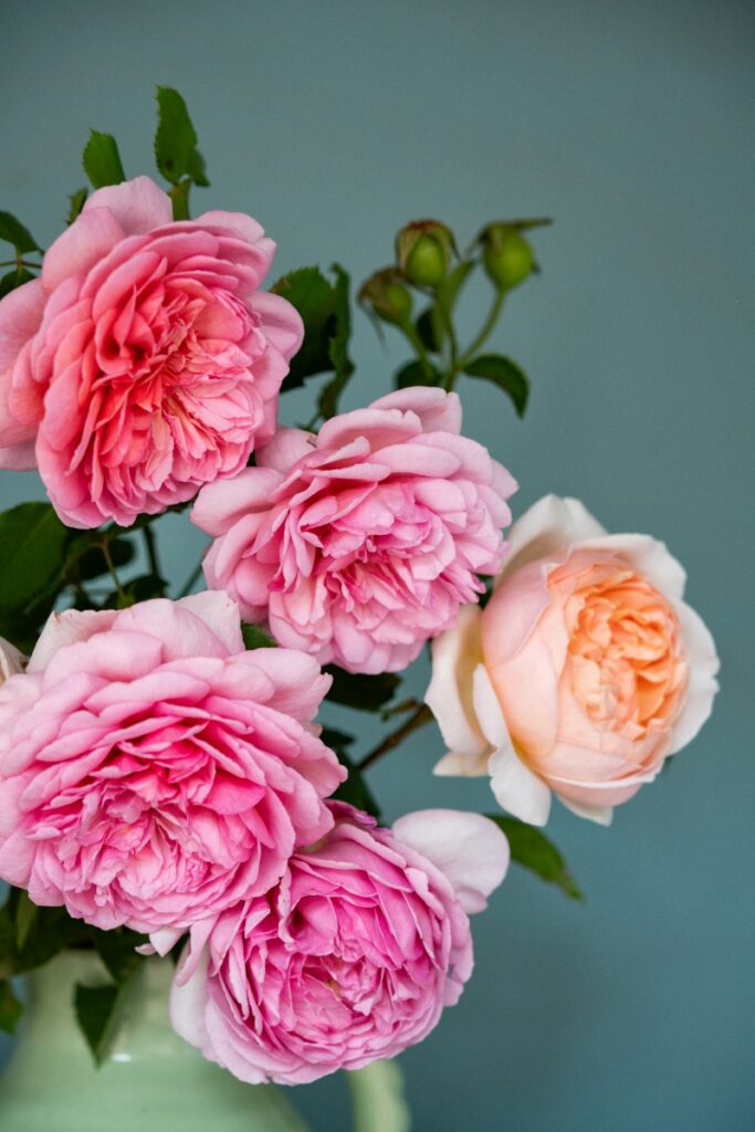 A vase arranged with lush, full-petaled pink and soft peach roses set against a muted blue backdrop.