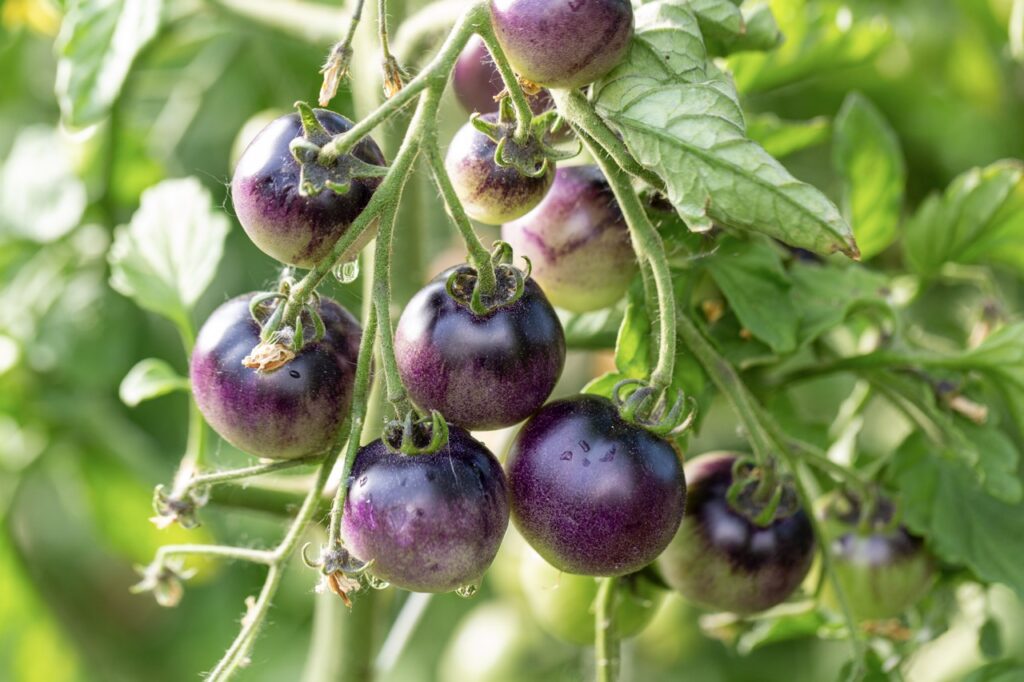 Cluster of ripe, deep purple and dark red cherry tomatoes growing on the vine surrounded by green leaves.