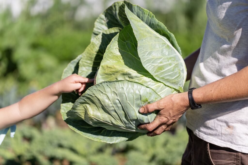 Close-up of a farmer holding a large, freshly harvested green cabbage as a child reaches out to touch its outer leaves.