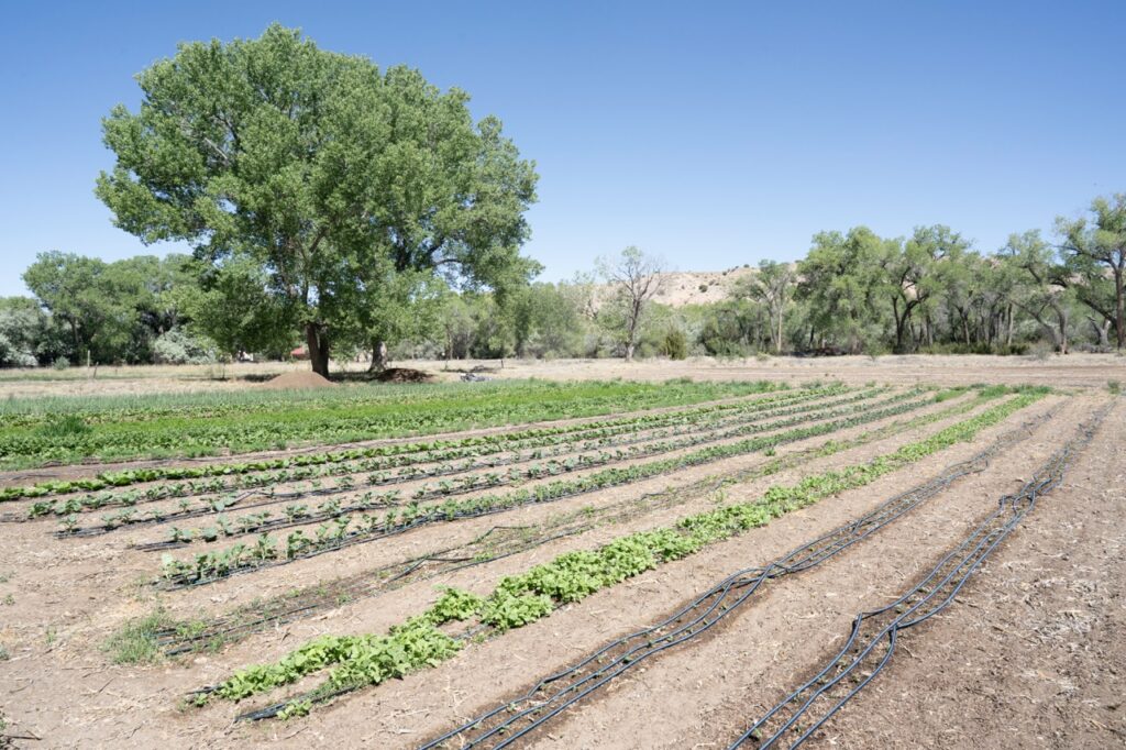 Wide view of long, straight agricultural crop rows with drip irrigation lines under a clear blue sky, flanked by large green trees.