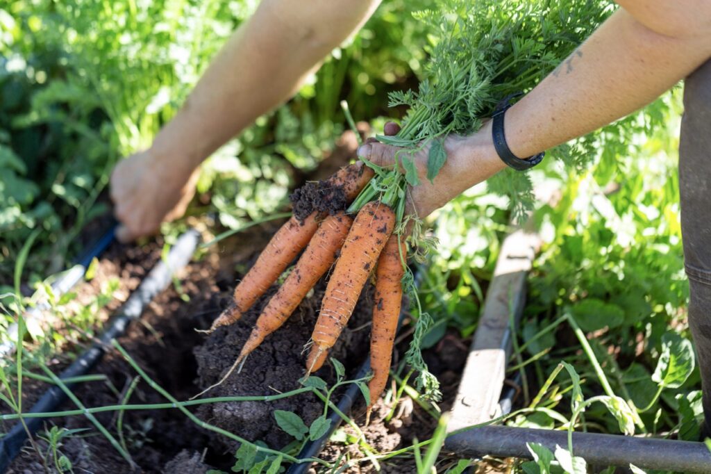 Close-up of a farmer holding a freshly harvested bunch of orange carrots, covered in dark soil with vibrant green tops intact.