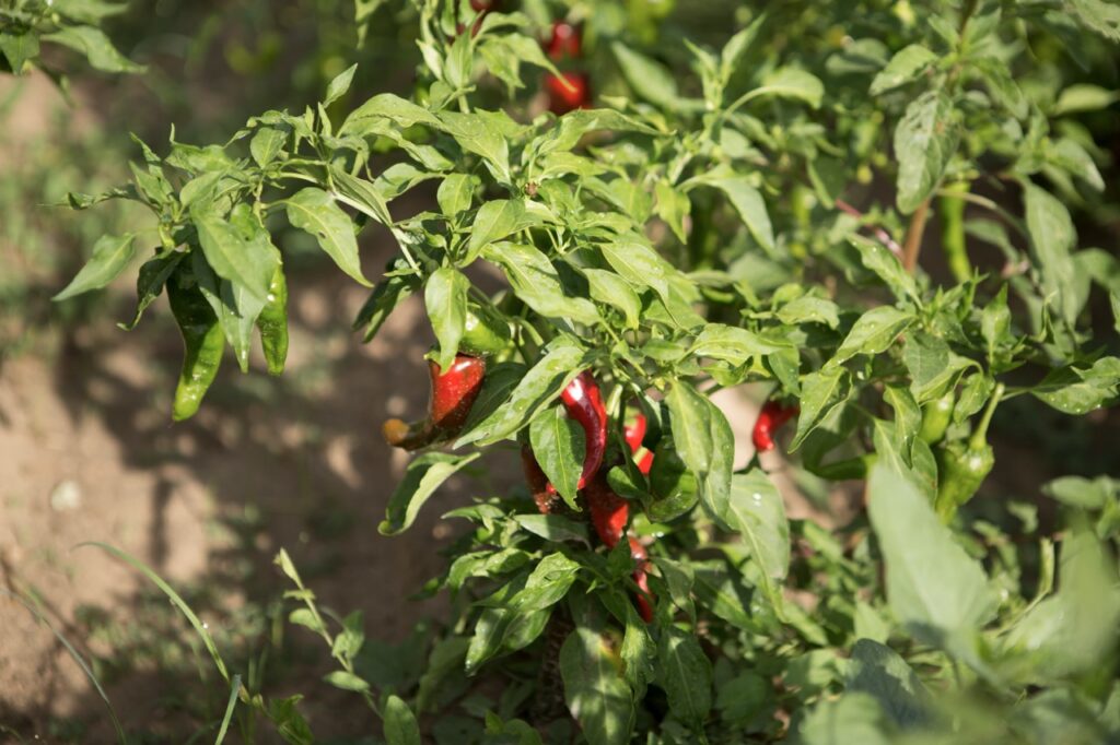 A green bush with red chiles growing from it.