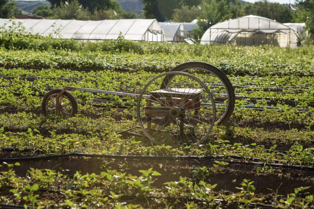 A field of a farm with rows of green and farm equipment in the field.