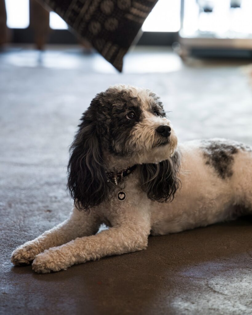 A close-up portrait of Vanna, a small, fluffy black-and-white dog wearing a dark collar with a heart-shaped tag, resting attentively on the concrete floor inside the gallery.
