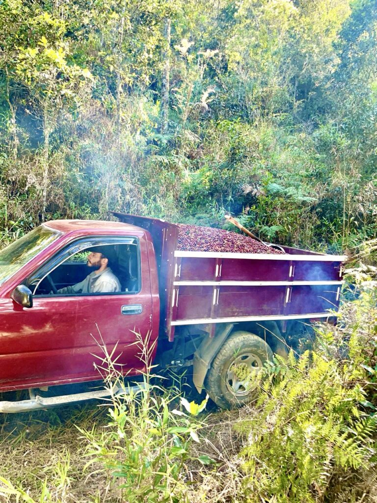 A red truck in a forest full of coffee beans.